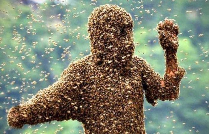 Українські бджоли здійснили напад на окупантів