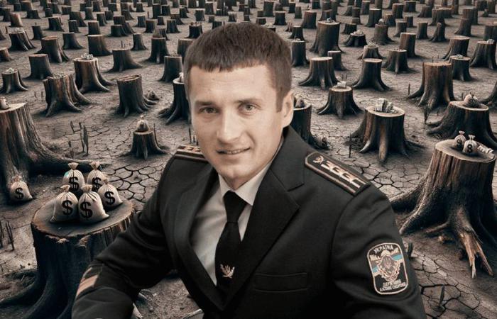 🤬 351 млн грн збитків, понад 40 підозр і 10 000 фальсифікацій — прокуратура викрила масштабну схему незаконної вирубки лісу