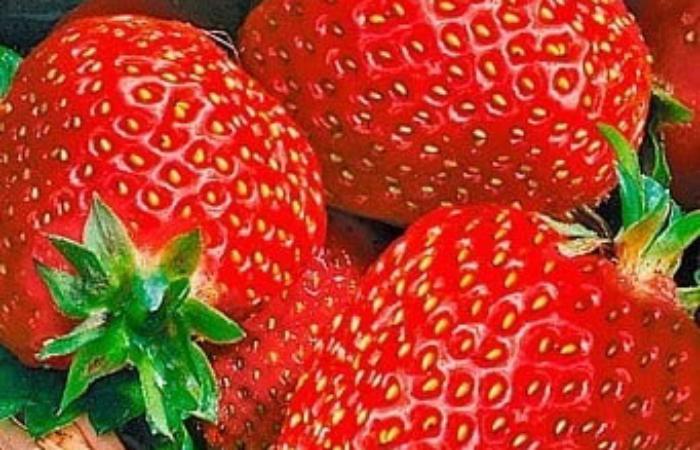 Агромаркет как современный помощник садовода и огородника