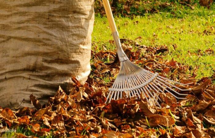 Схема на опалому листі: посадовиці Подільської РДА загрожує строк за розтрату ₴700 тисяч у Сирецькому гаю